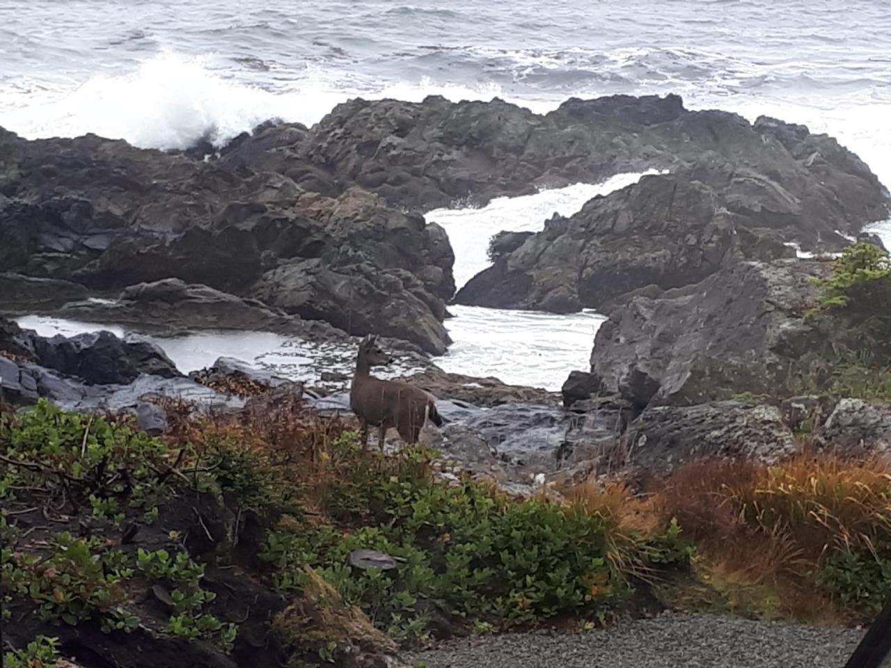 Odyssey Shores Guest Suite Ucluelet Luaran gambar